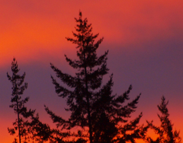 trees